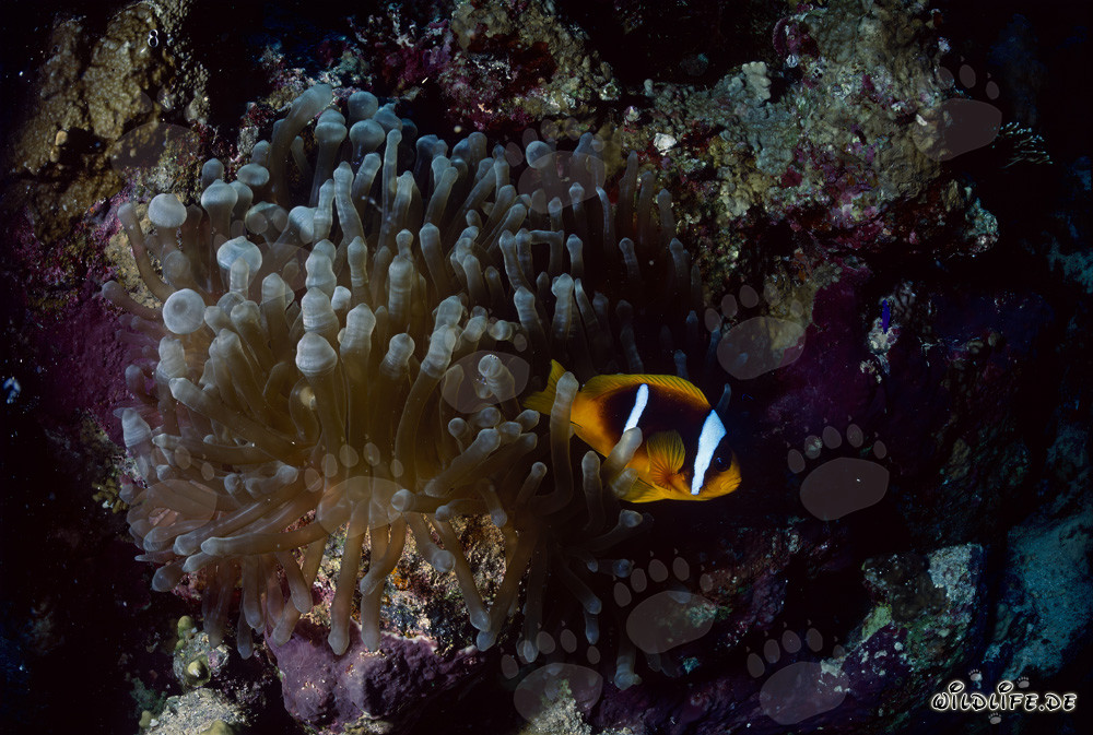 Pesce pagliaccio del Mar Rosso (Amphiprion bicinctus) Foto subacquea nella barriera corallina