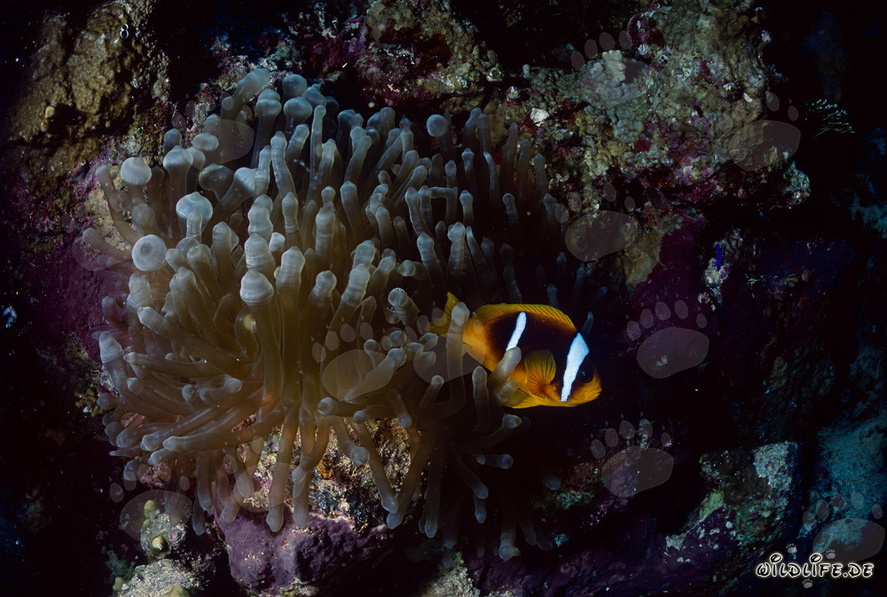 Pez payaso del Mar Rojo (Amphiprion bicinctus) Foto submarina en el arrecife de coral