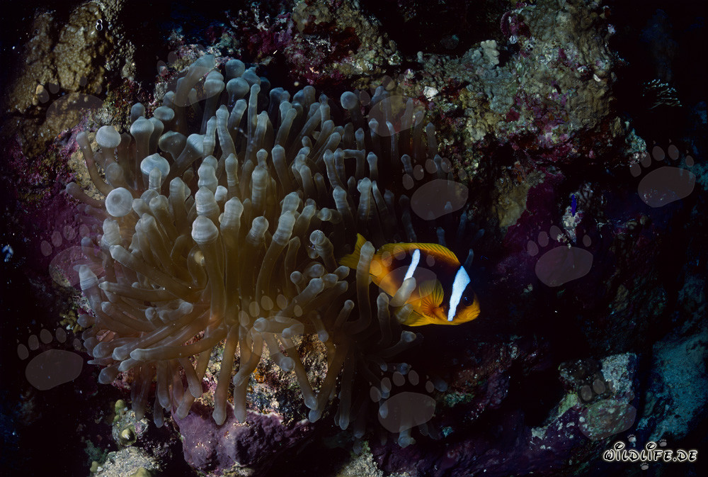Poisson-clown du mer Rouge (Amphiprion bicinctus) Photo sous-marine dans le récif corallien