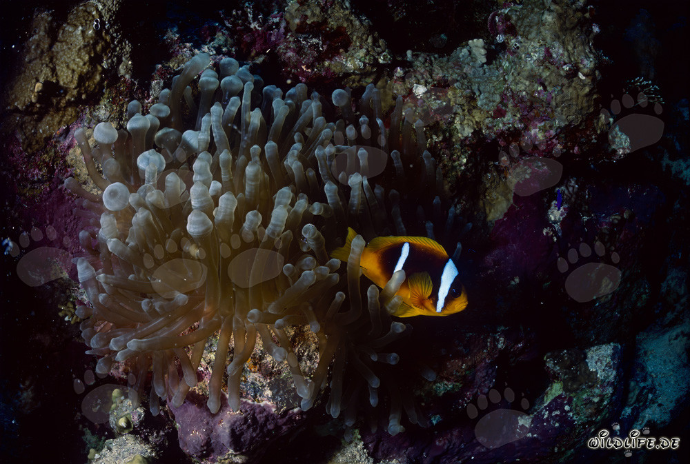 Red Sea anemonefish (Amphiprion bicinctus) underwater photo in coral reef