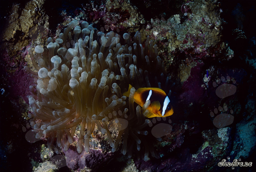Rotmeer-Anemonenfisch