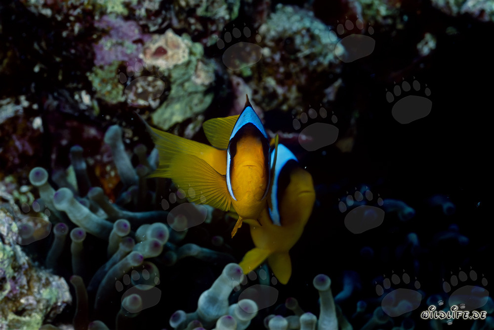 Affascinante pesce pagliaccio del Mar Rosso (Amphiprion bicinctus)