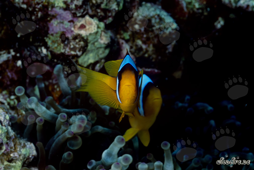 Pez payaso fascinante del Mar Rojo (Amphiprion bicinctus)