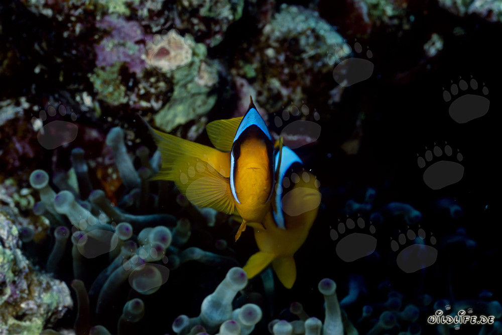 Poisson-clown du mer Rouge fascinant (Amphiprion bicinctus)