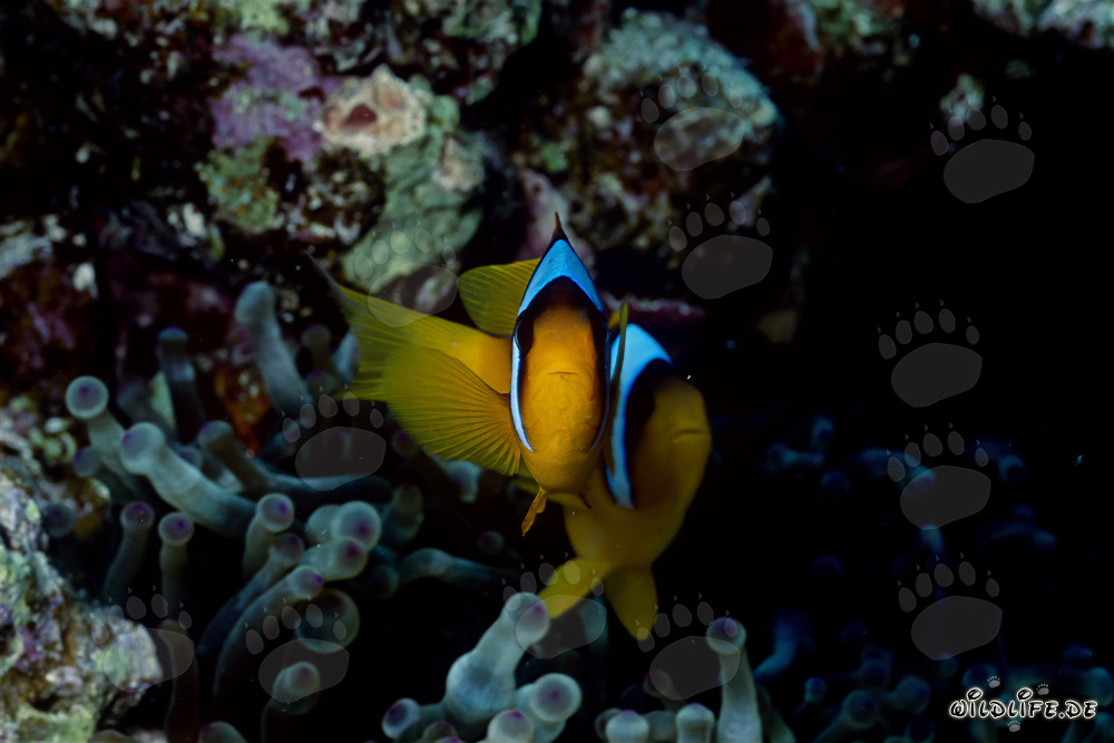 Fascinating Red Sea Anemonefish (Amphiprion bicinctus)