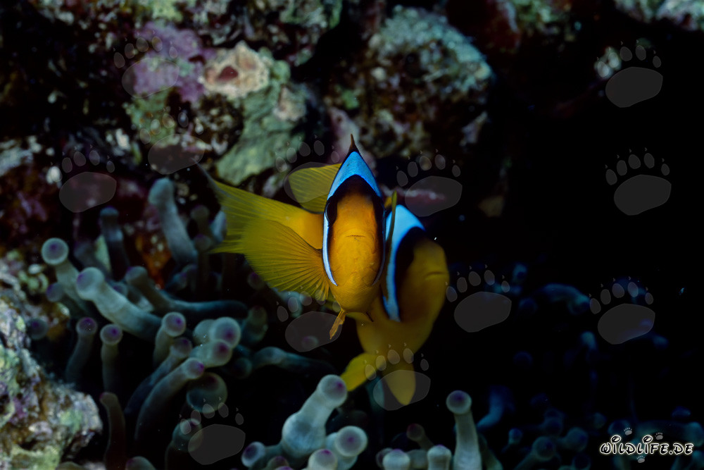 Rotmeer-Anemonenfisch