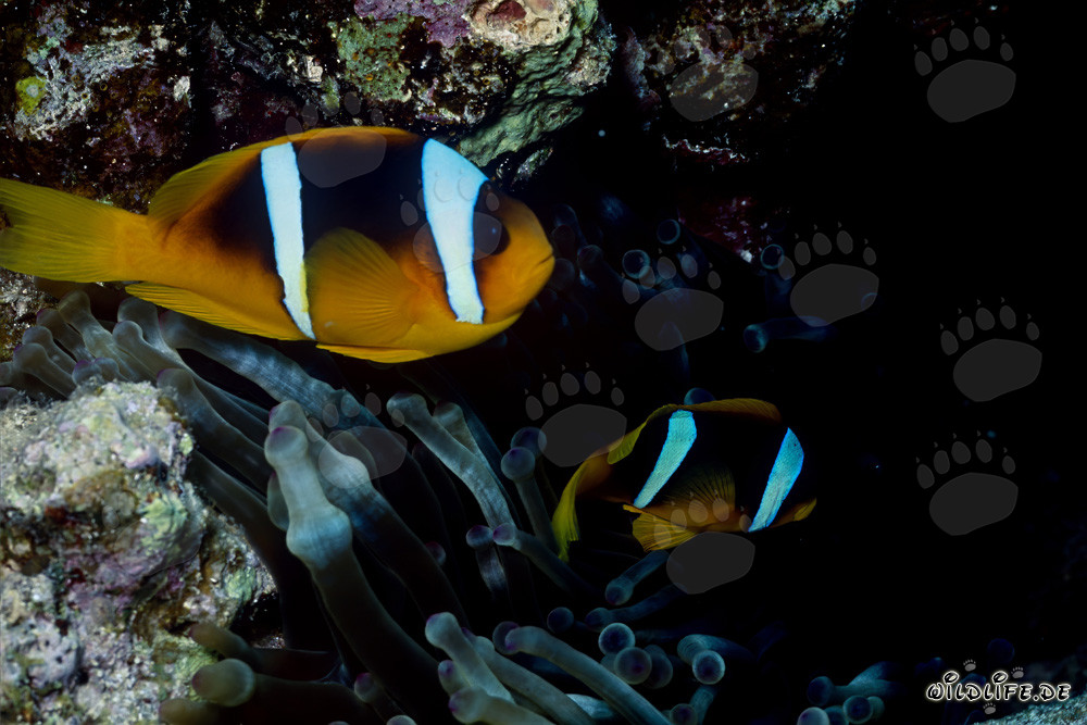 Affascinante pesce pagliaccio del Mar Rosso (Amphiprion bicinctus)