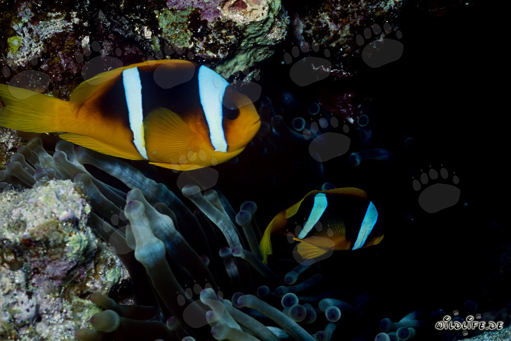Fascinating Red Sea anemonefish (Amphiprion bicinctus)