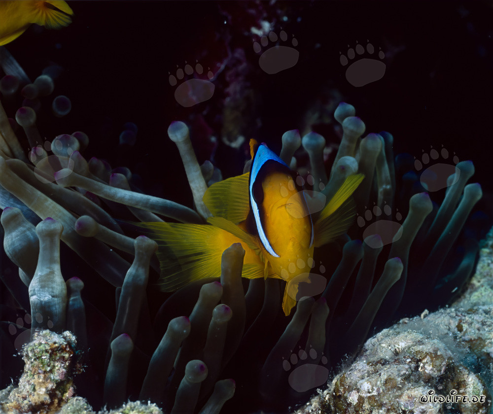 Pesce pagliaccio del Mar Rosso (Amphiprion bicinctus)