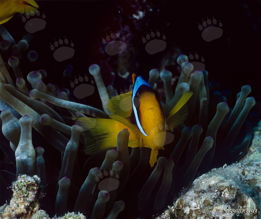 Pez payaso del Mar Rojo (Amphiprion bicinctus)
