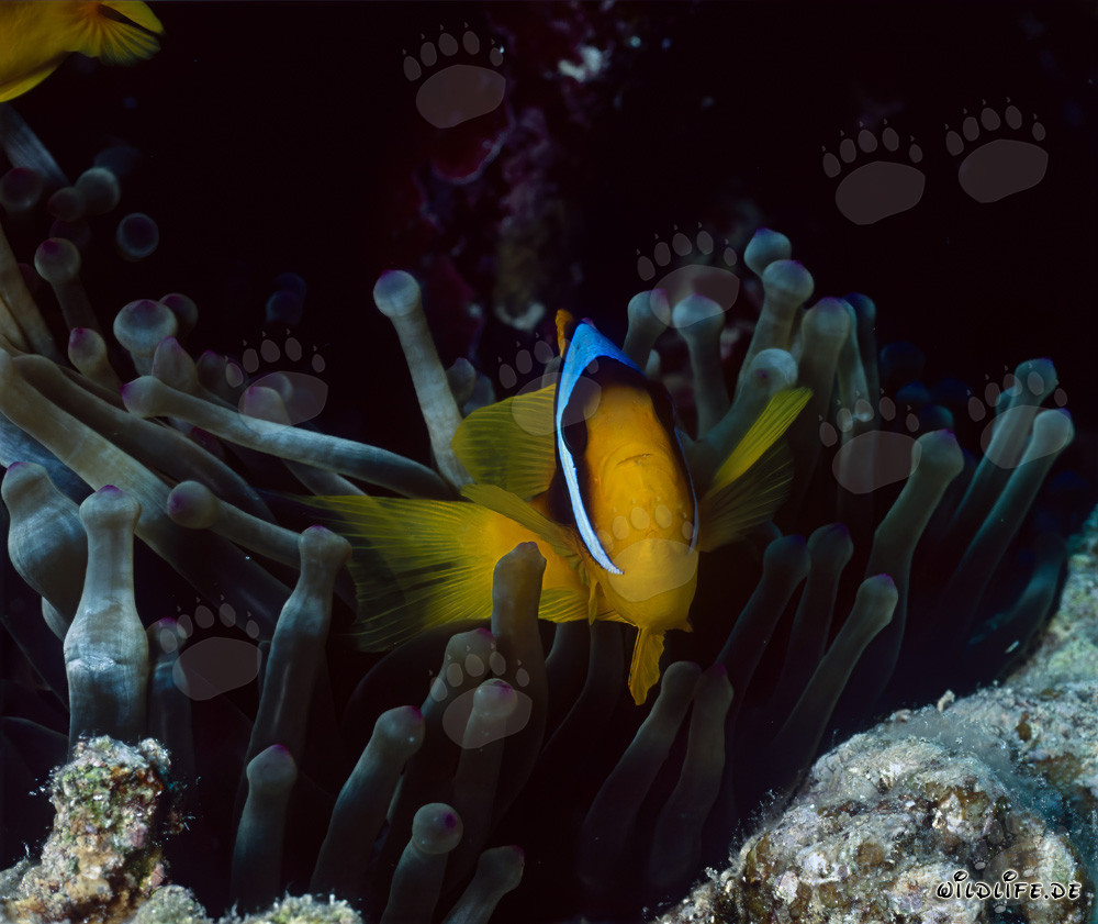 Poisson-clown de la mer Rouge (Amphiprion bicinctus)