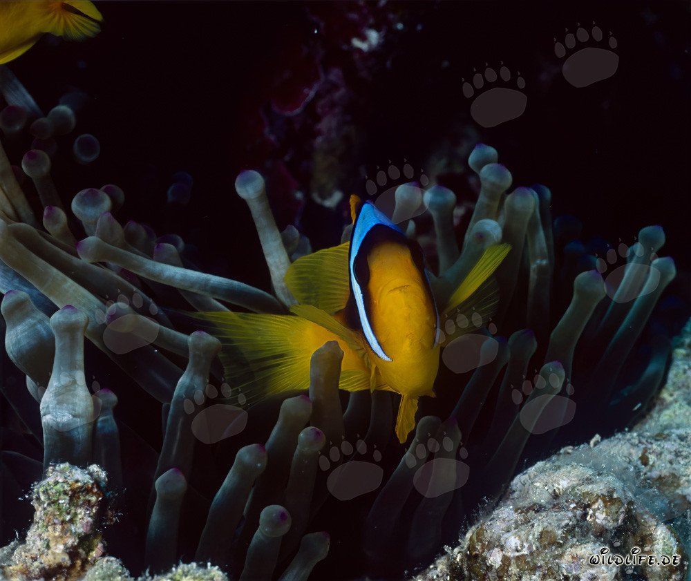 Red Sea anemonefish (Amphiprion bicinctus)