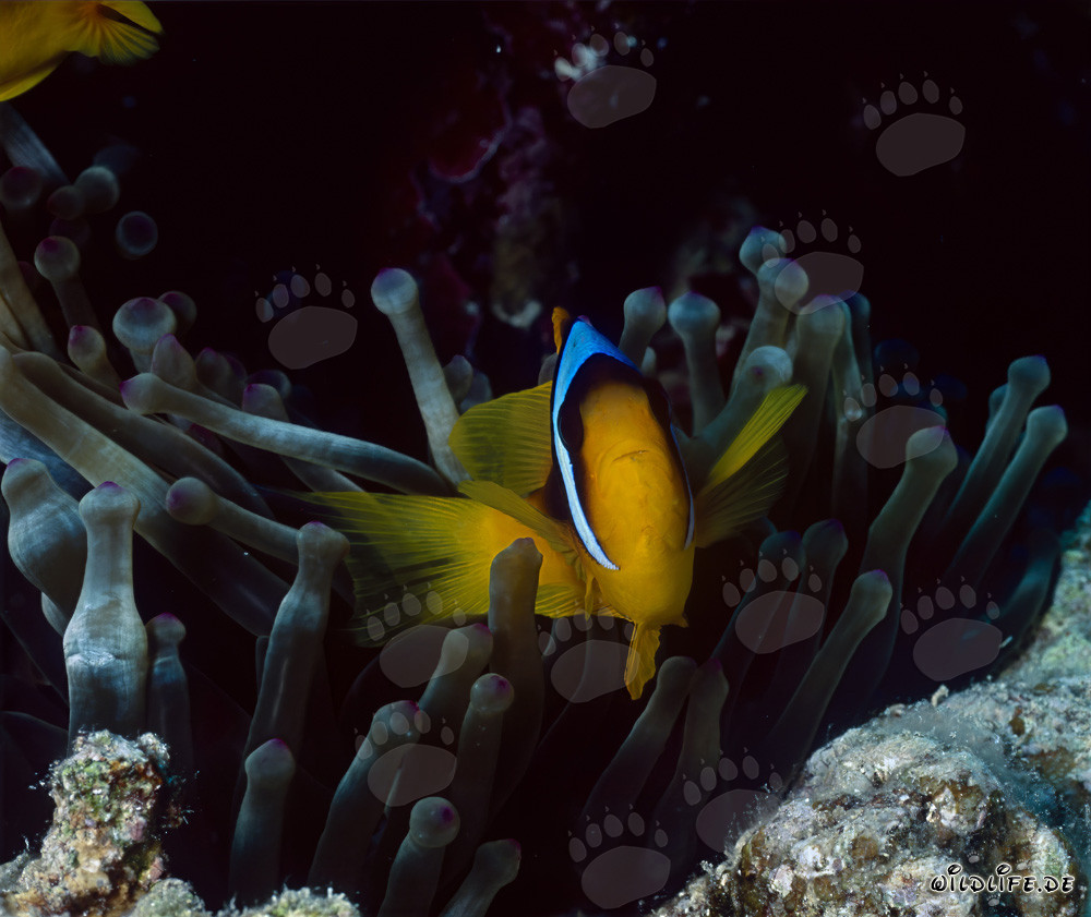 Rotmeer-Anemonenfisch