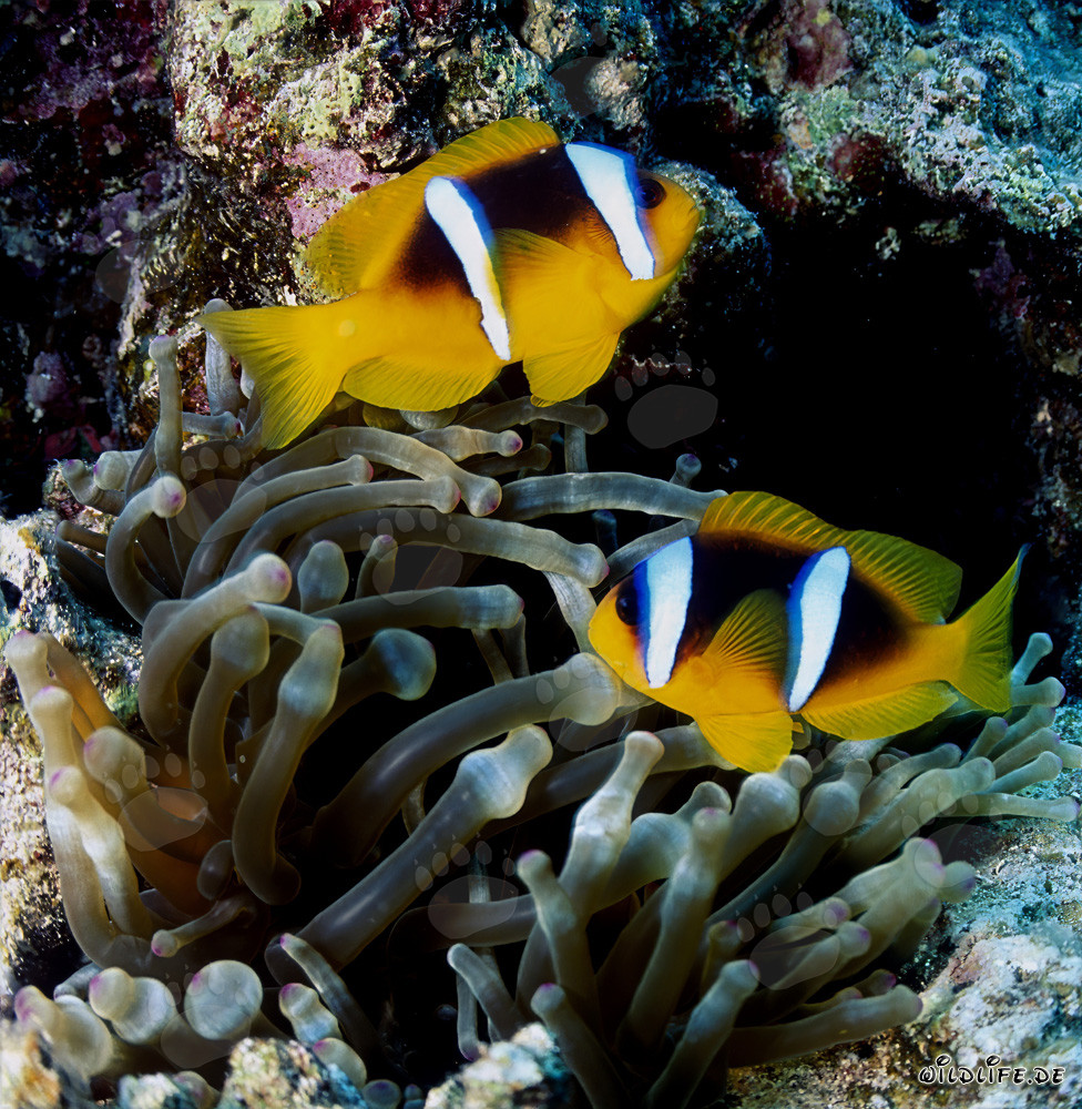 Pesce pagliaccio del Mar Rosso (Amphiprion bicinctus) nei barriera coralline del Mar Rosso