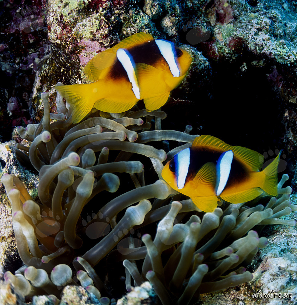 Pez payaso del Mar Rojo (Amphiprion bicinctus) en los arrecifes de coral del Mar Rojo