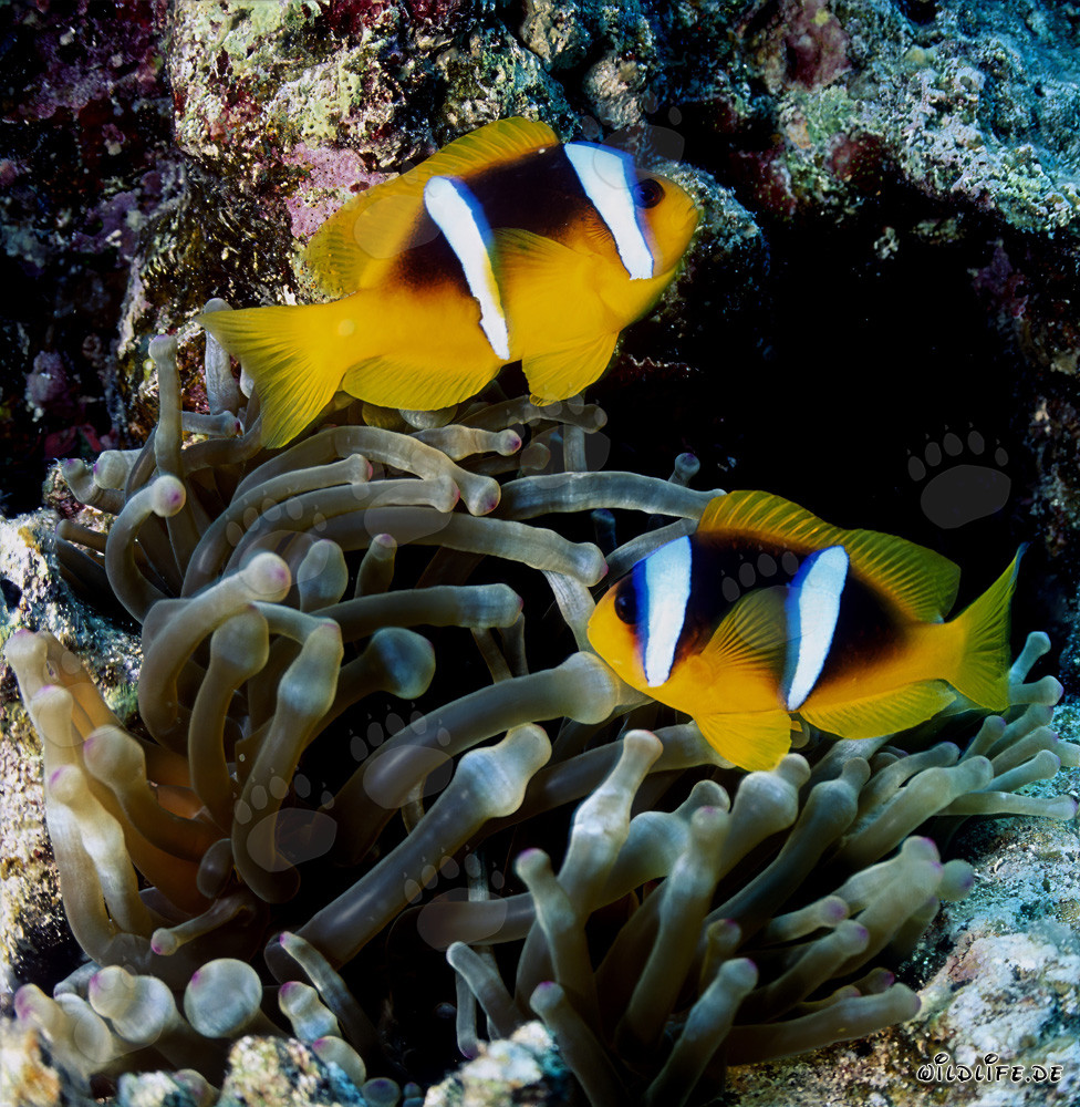 Poisson-clown de la mer Rouge (Amphiprion bicinctus) dans les récifs coralliens de la mer Rouge