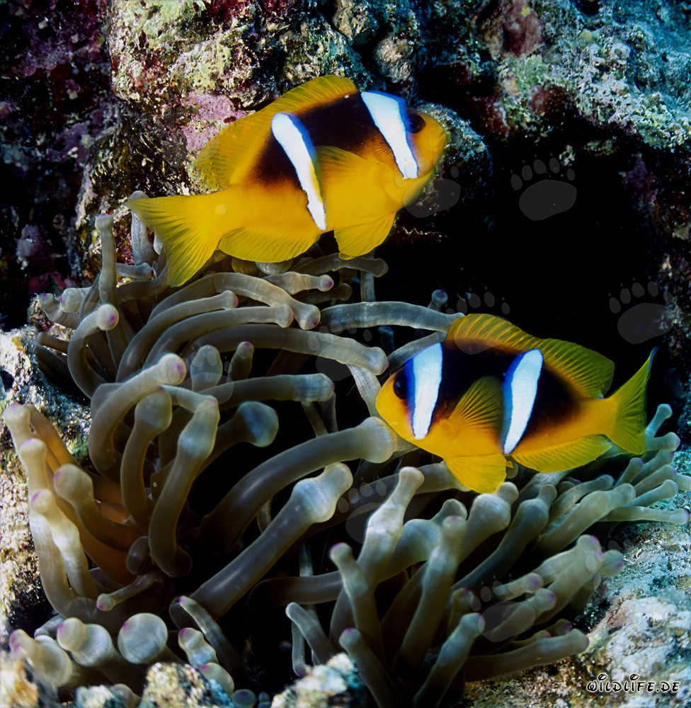 Red Sea anemonefish (Amphiprion bicinctus) in the coral reefs of the Red Sea