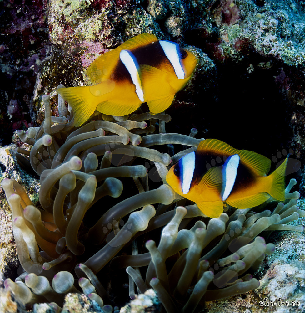 Rotmeer-Anemonenfisch