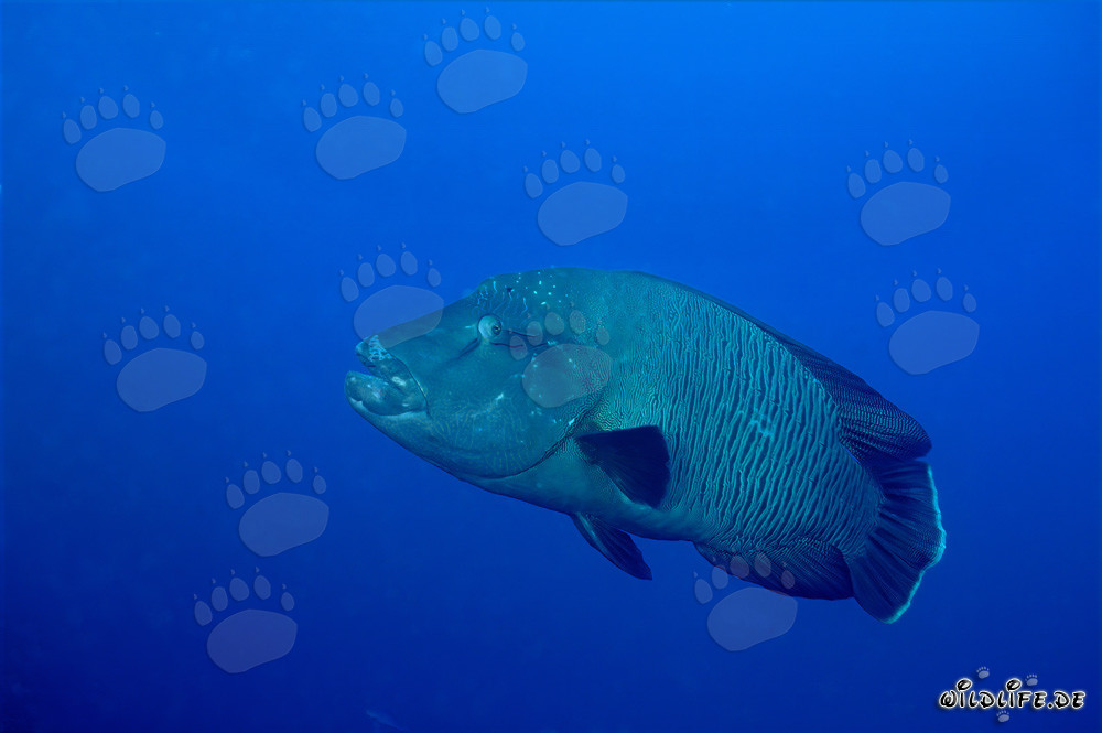 Humphead Wrasse in the Red Sea - Majestic Inhabitant of the Coral Reef