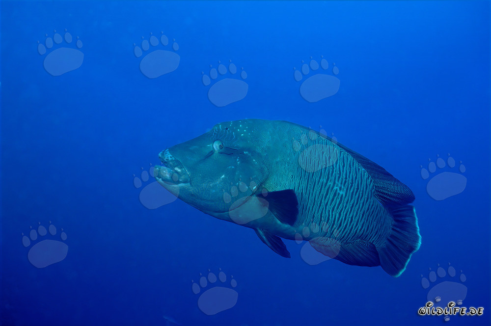 Napoléon labre en mer Rouge - Majestueux habitant des récifs coralliens