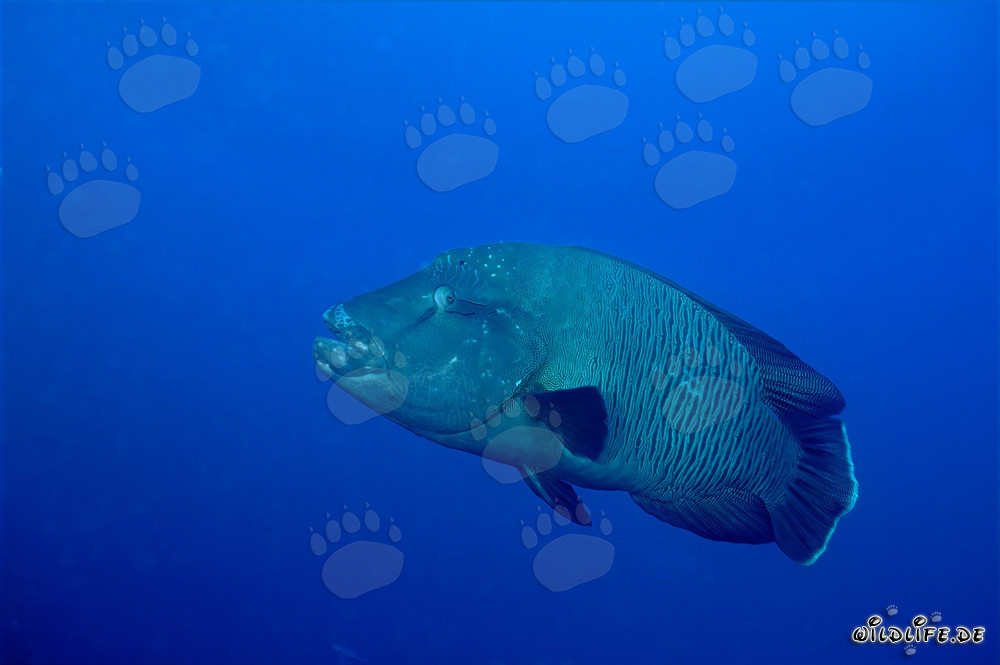 Napoleon-Lippfisch im Roten Meer - Majestätischer Bewohner des Korallenriffs