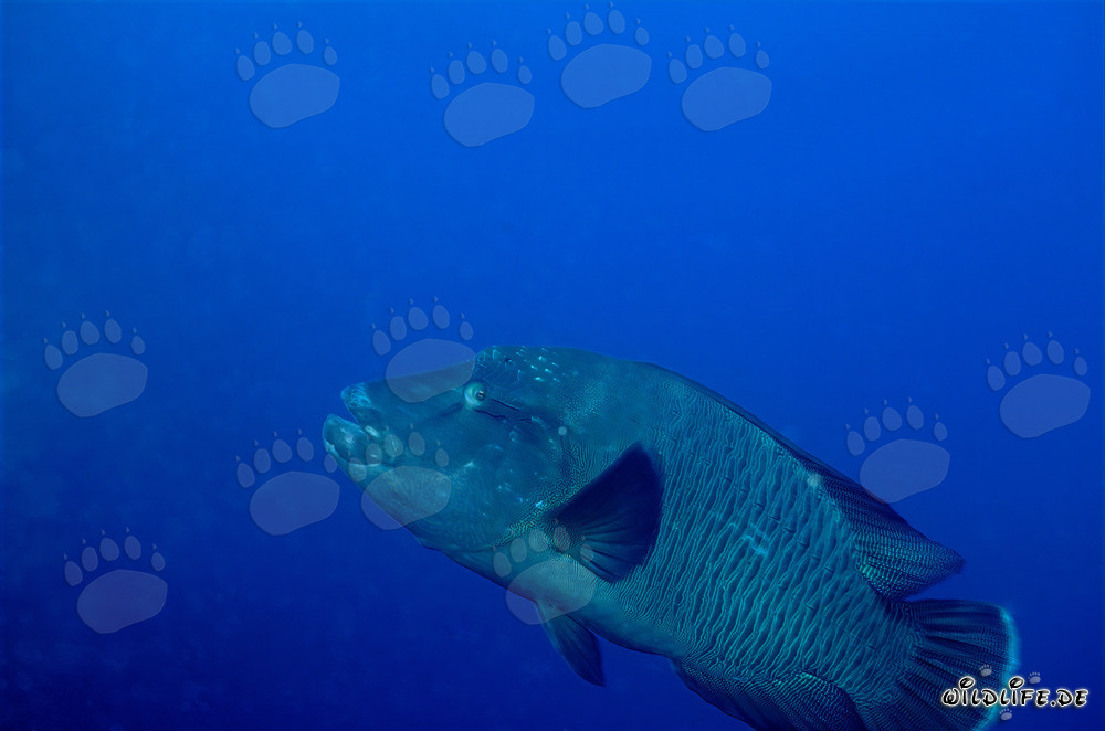Cernia Napoleone (Cheilinus undulatus) sulla barriera corallina di Ras Mohammad, Sinai, Egitto