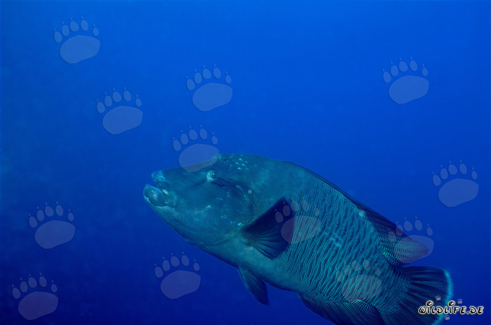 Napoleon-Lippfisch (Cheilinus undulatus) am Riff von Ras Mohammad, Sinai, Ägypten