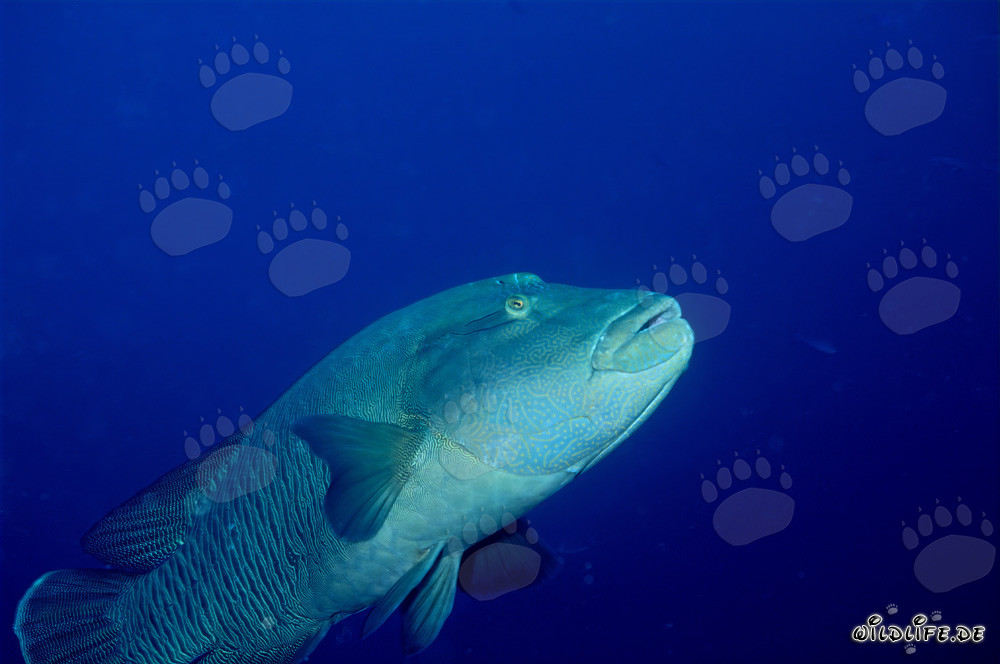 Cernia napoleonica nel Mar Rosso