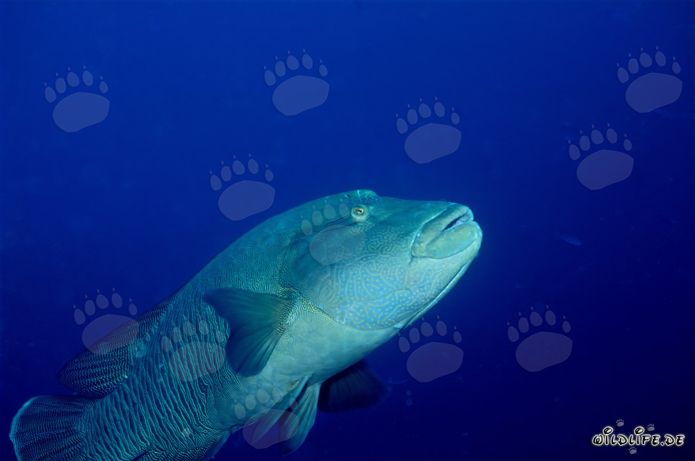 Humphead Wrasse in the Red Sea