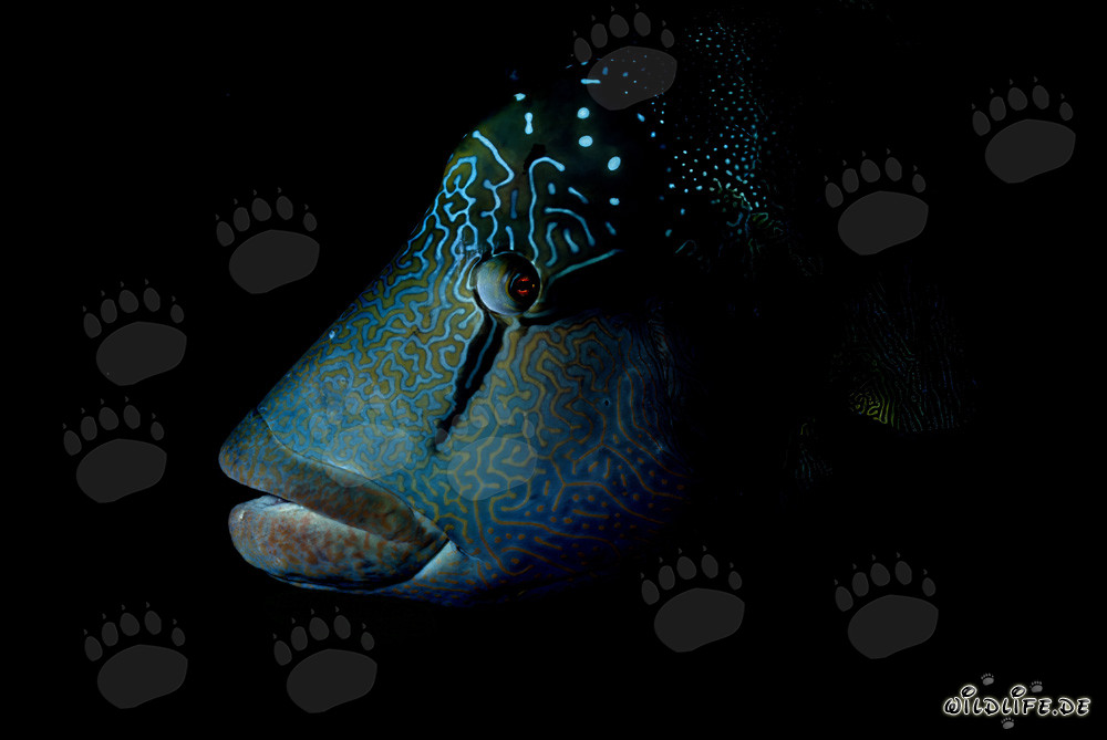 Pesce Napoleone - Maestosità dei mari