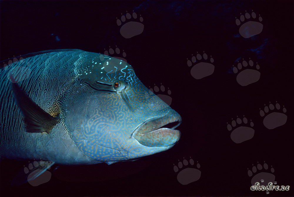 Humphead Wrasse Portrait in the Red Sea