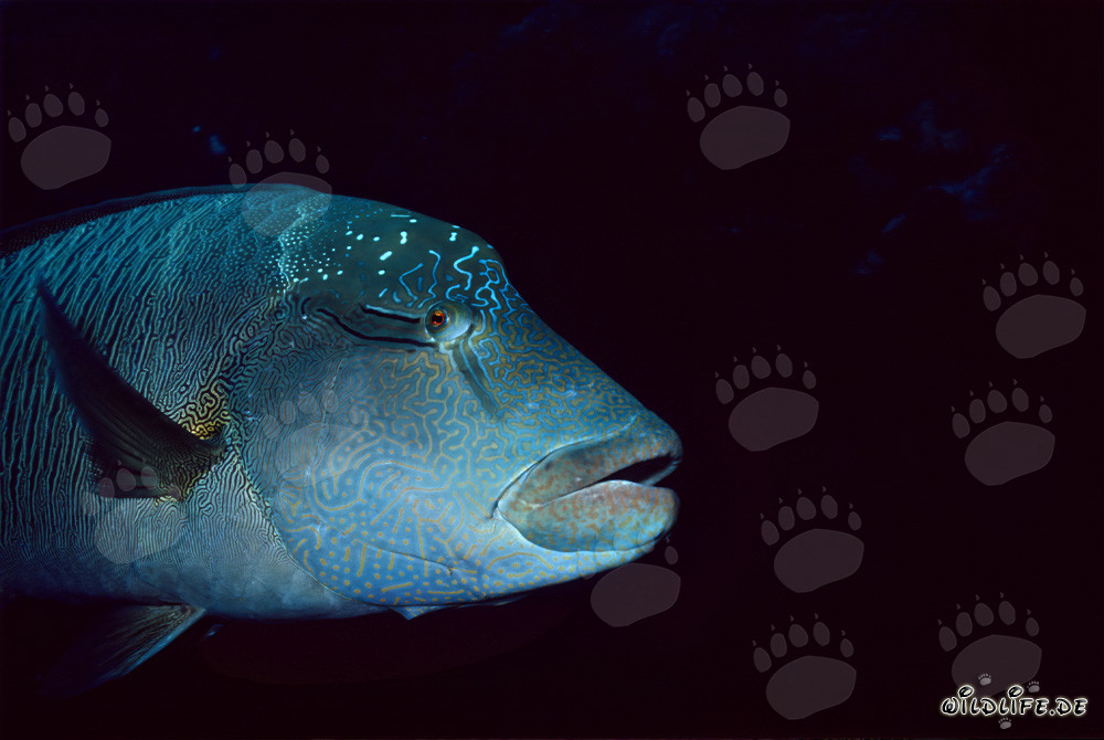 Napoleon Lippfisch Porträt im Roten Meer