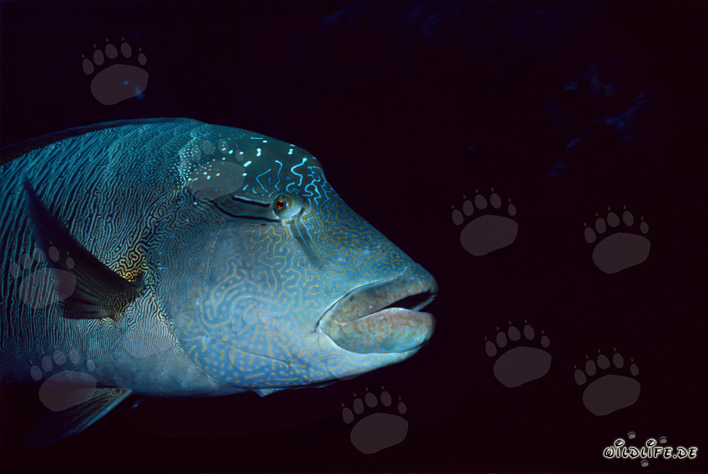 Portrait du Napoléon Lippfisch dans la mer Rouge