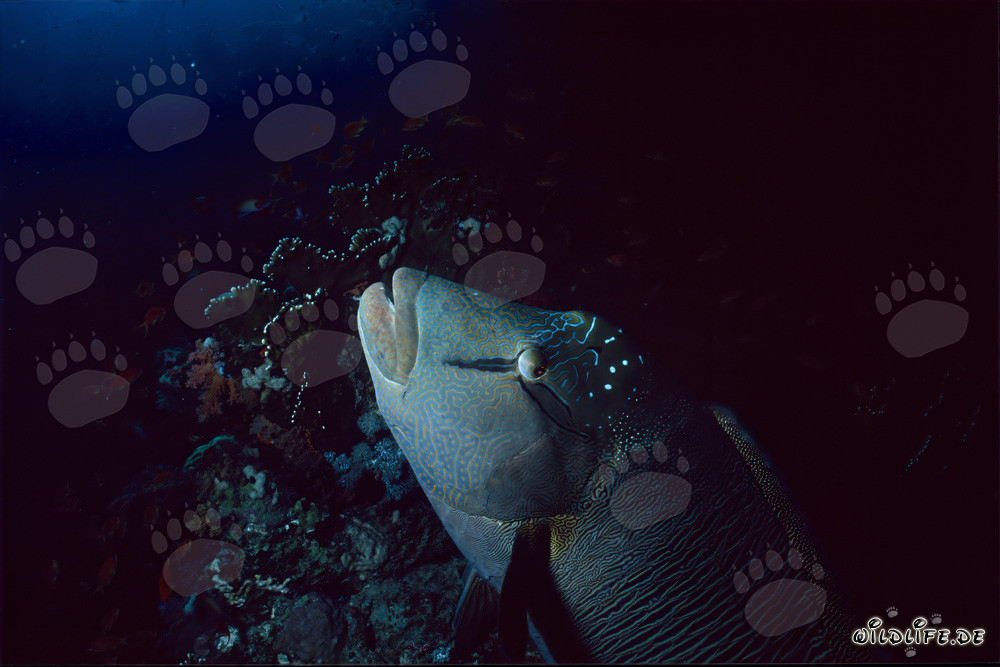 Humphead Wrasse Portrait in the Red Sea