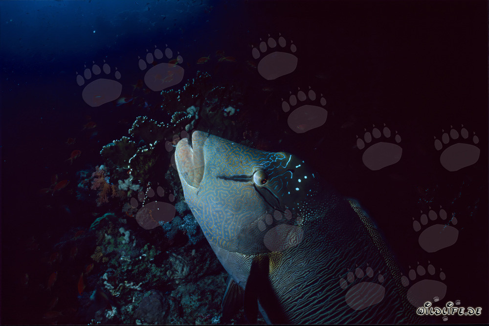 Napoleon Lippfisch Porträt im Roten Meer