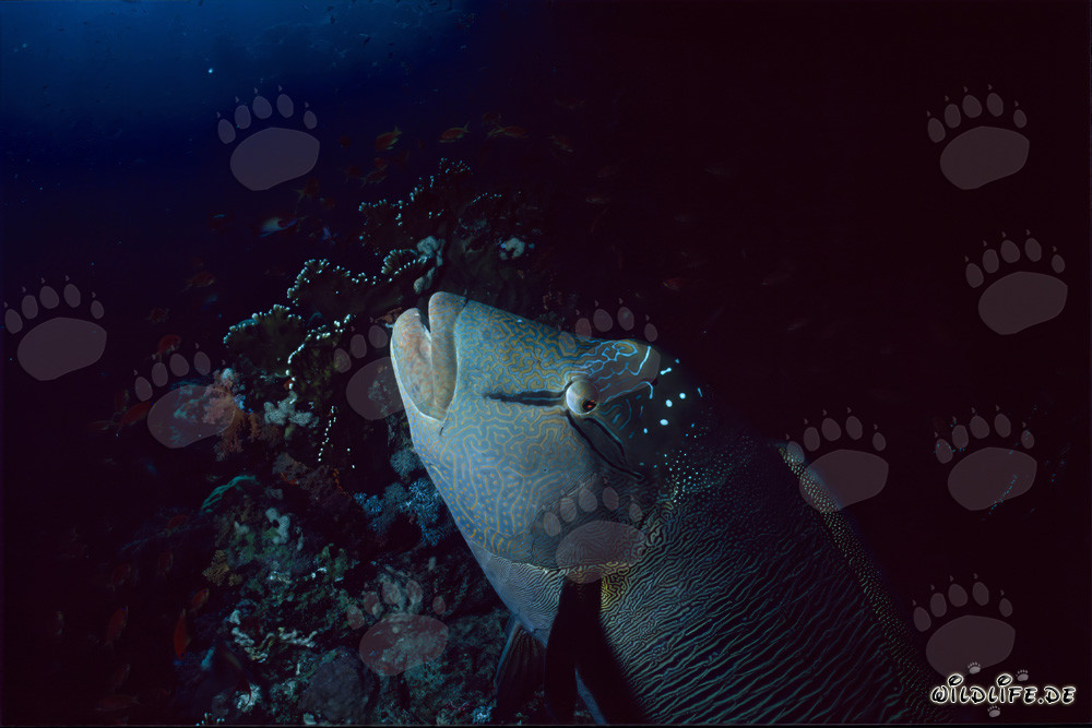 Retrato del pez Napoleón Lippfisch en el Mar Rojo