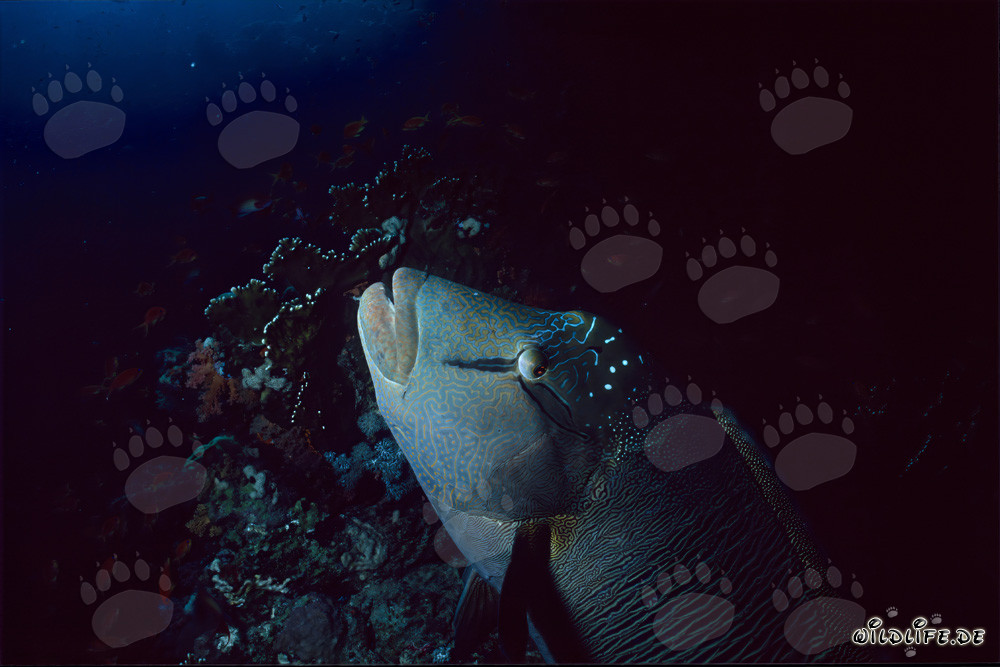 Ritratto del pesce Napoleone Lippfisch nel Mar Rosso