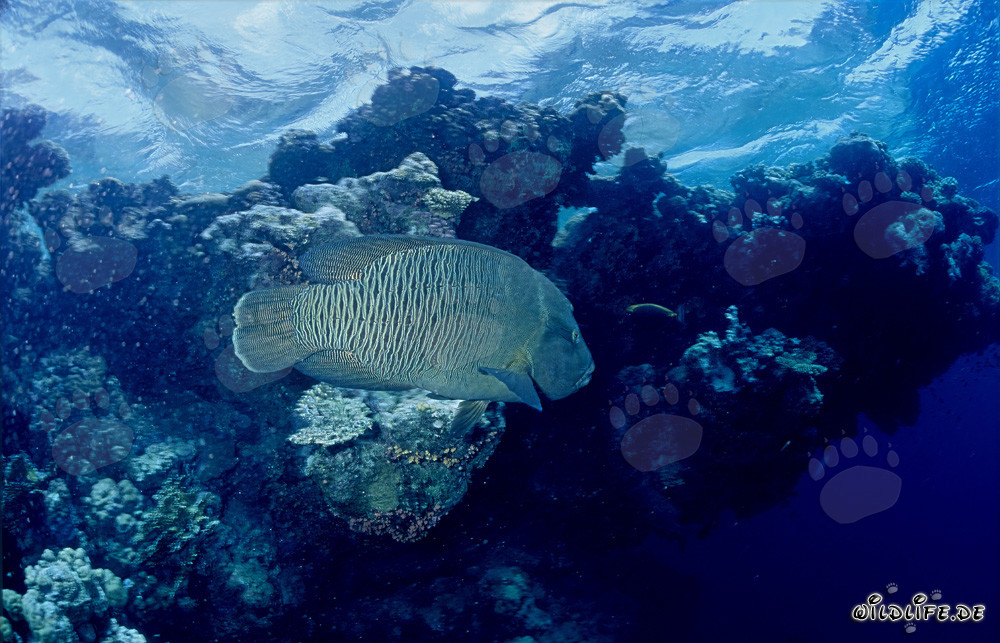 Humphead Wrasse (Cheilinus undulatus) in the Red Sea