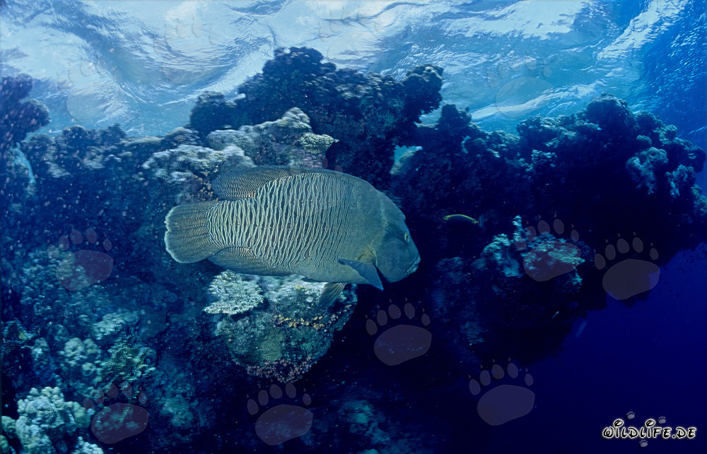 Napoleon-Lippfisch im Roten Meer