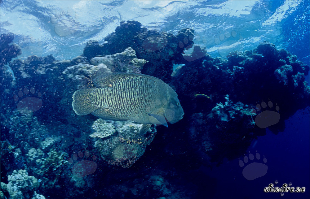 Pesce Napoleone nel Mar Rosso