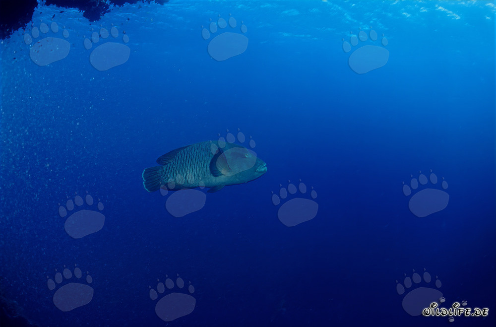 Humphead Wrasse (Cheilinus undulatus) in the Red Sea