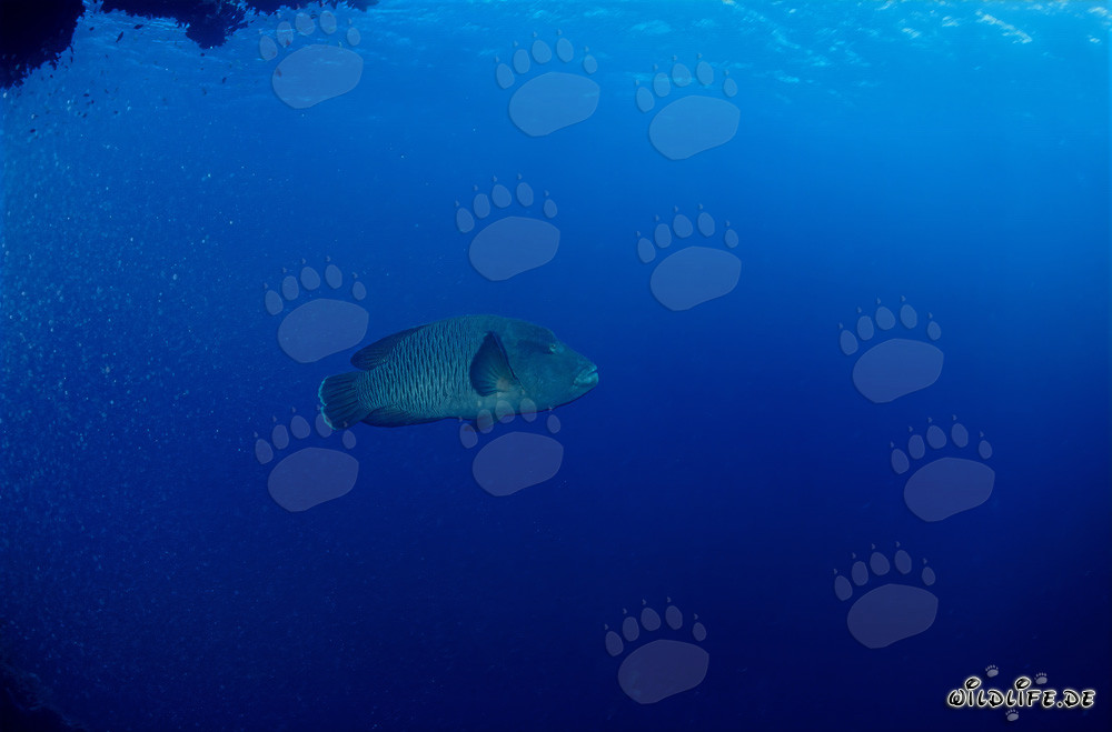 Napoleon-Lippfisch im Roten Meer