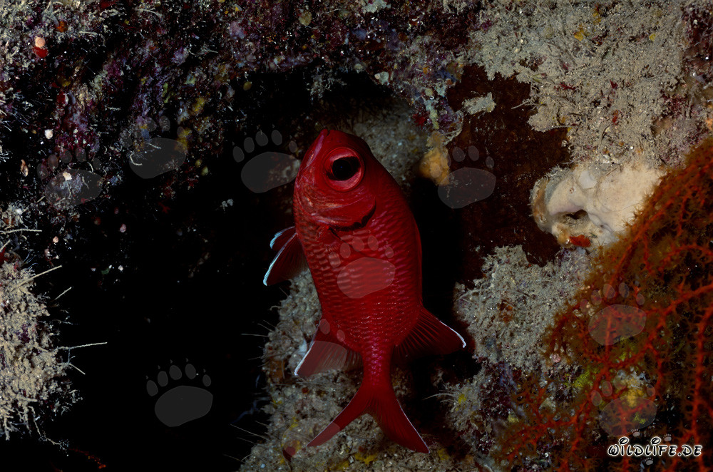 Common Bigeye in the Red Sea