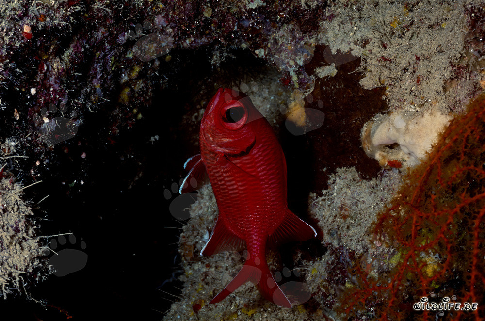 Gros yeux de bars commun dans la mer Rouge