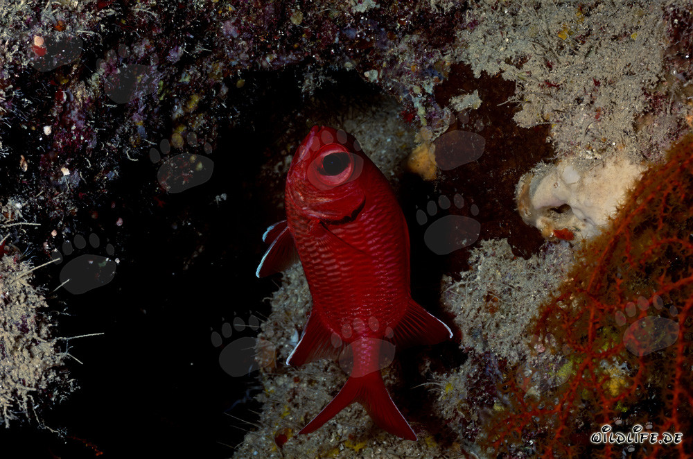 Pargo ojón común en el Mar Rojo