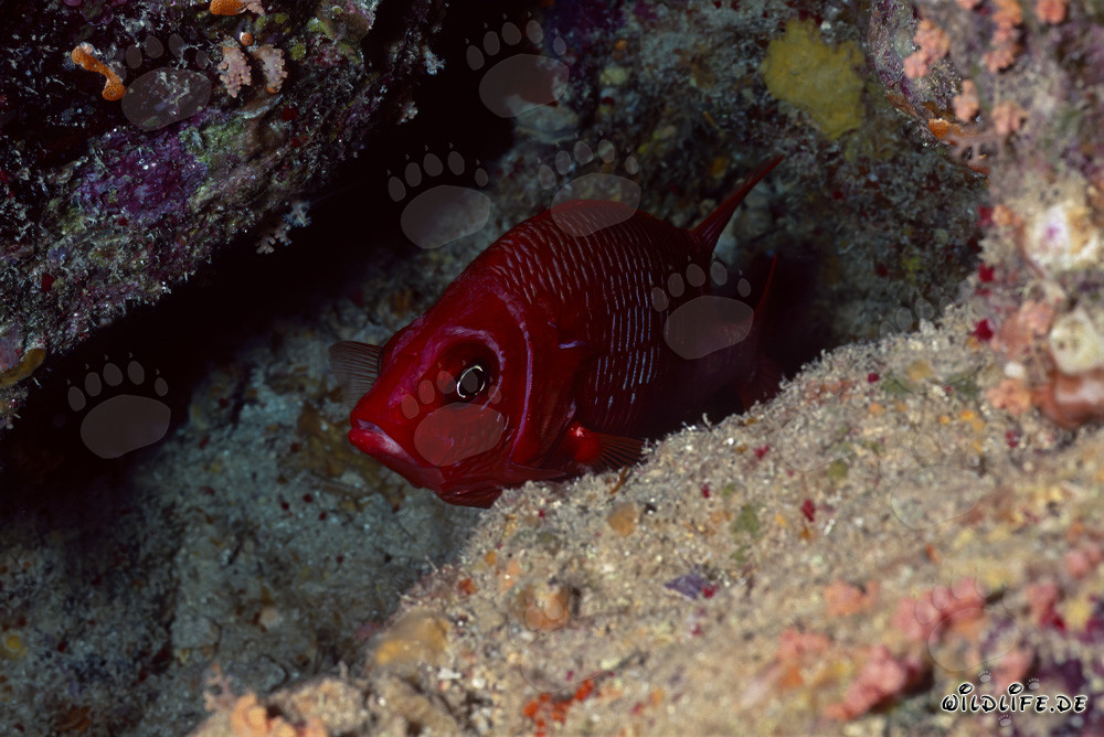 Common bigeye (Priacanthus hamrur)