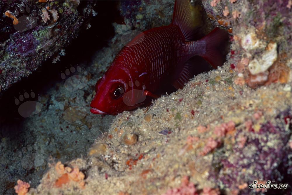 Discover the common bigeye in the Red Sea