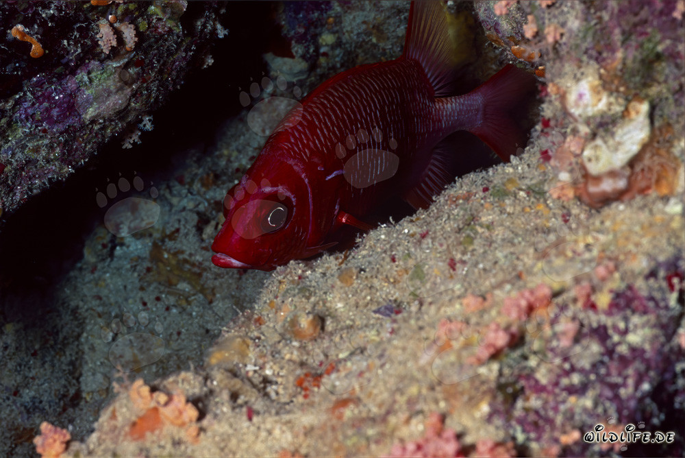 Découvrez le mérou à gros yeux commun dans la mer Rouge