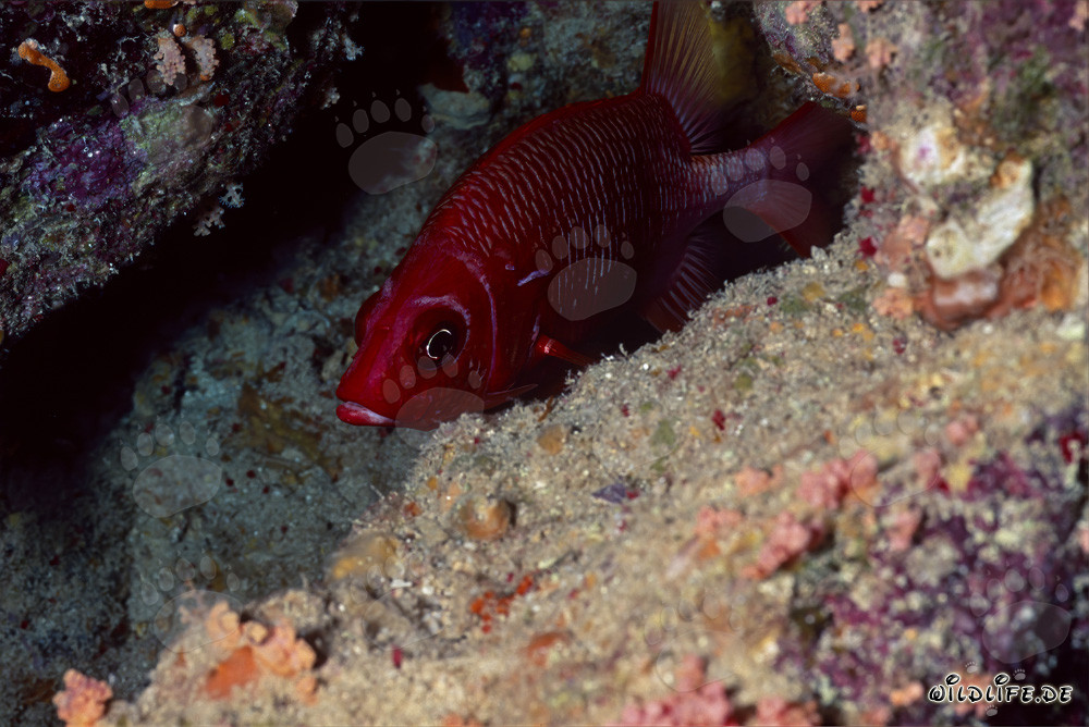 Scopri il pesce occhiutello comune nel Mar Rosso