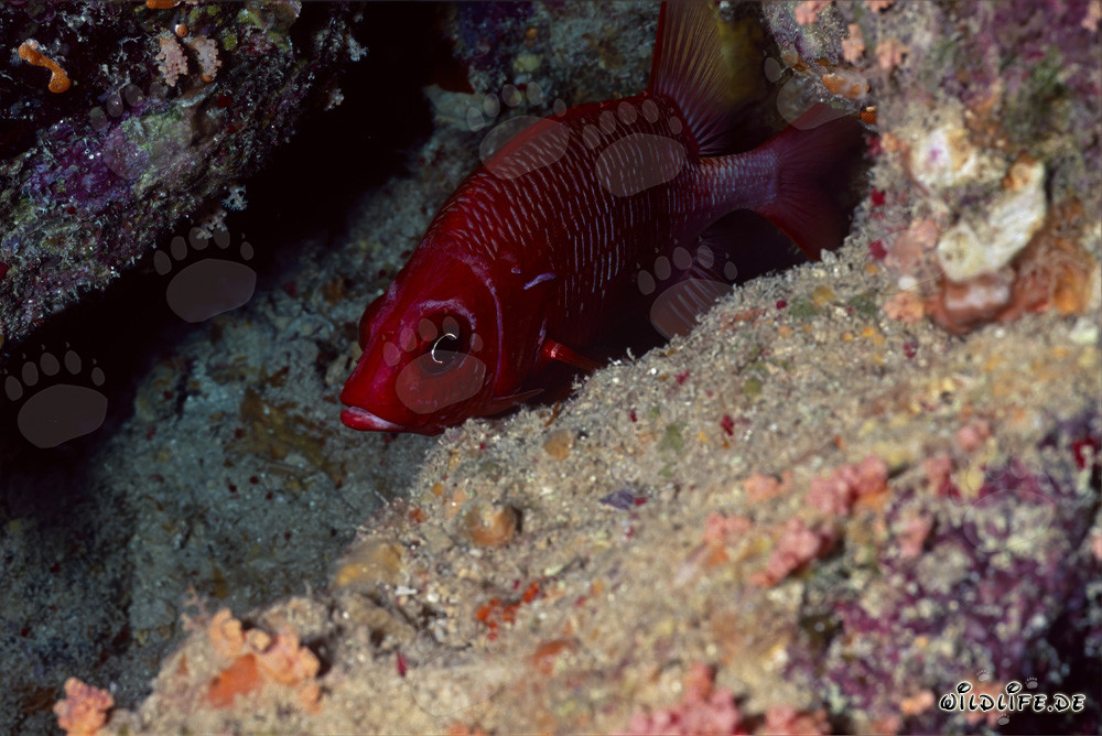 Descubre el pez ballesta de ojos grandes común en el Mar Rojo